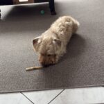 Hundetraining Speyer – Jan Retter arbeitet mit einem Dackel