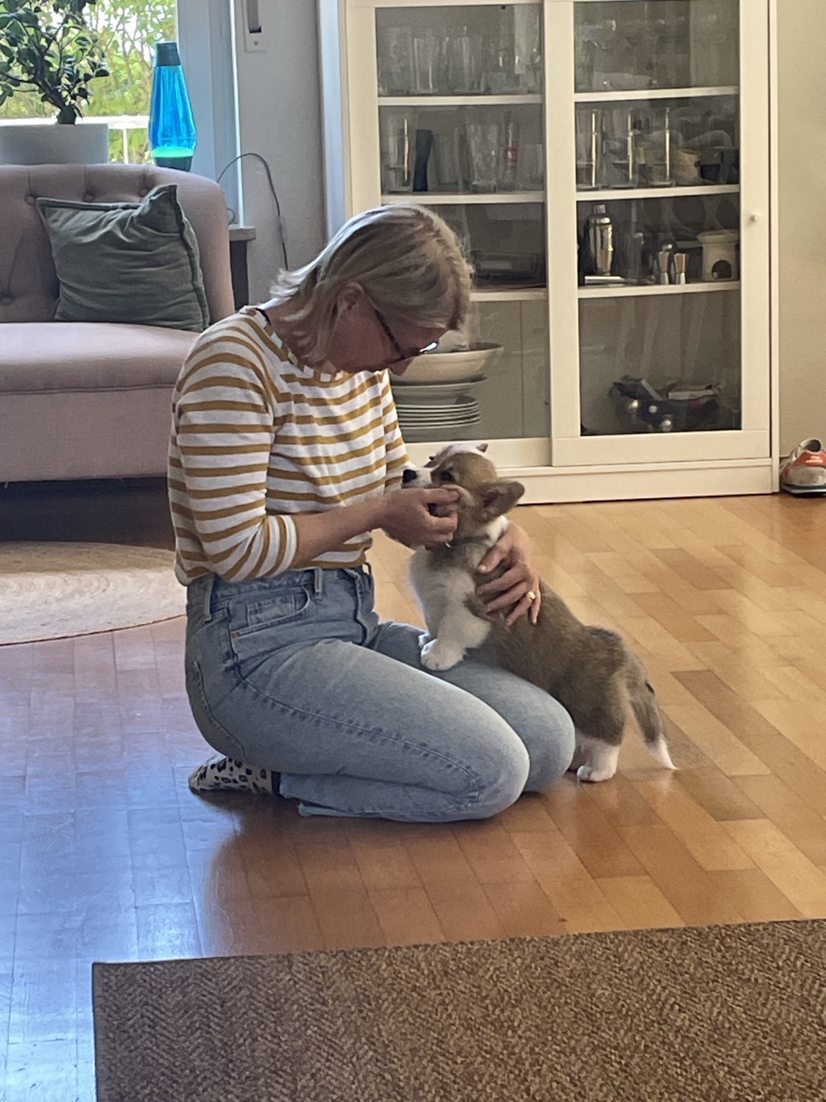 Hundetraining Speyer - Hundeverstehen - Jan | Frau spielt mit Corgi Welpe