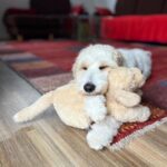 Hundeverstehen - Jan | Hundetraining Speyer | Golden Doodle mit Kuscheltier
