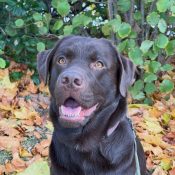 Hundeverstehen - Jan | Hundetraining Speyer | Brauner Labrador im Portrait