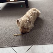 Hundetraining Speyer – Jan Retter arbeitet mit einem Dackel