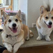 Hundetraining Speyer – Jan Retter arbeitet mit einem Corgi