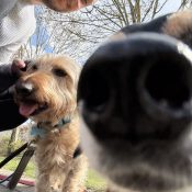 Hundetraining Speyer – Jan Retter arbeitet mit einem Dackel