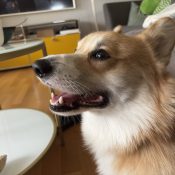 Hundetraining Speyer – Jan Retter arbeitet mit einem Corgi